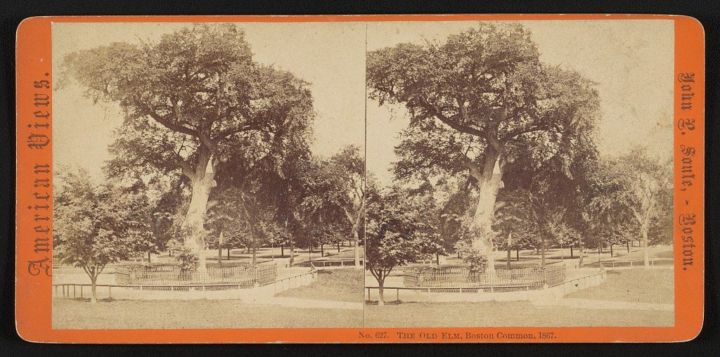 'The old elm, Boston Common,' stereograph, 1867
